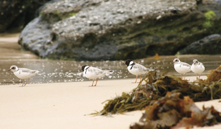 Hooded plovers. Photo: Jodie Dunn &copy; DPIE