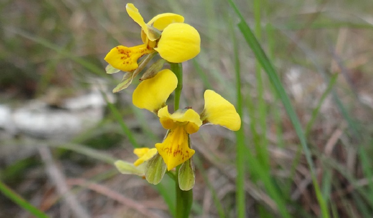 Byron Bay diuris. Photo: Norman Graham/OEH