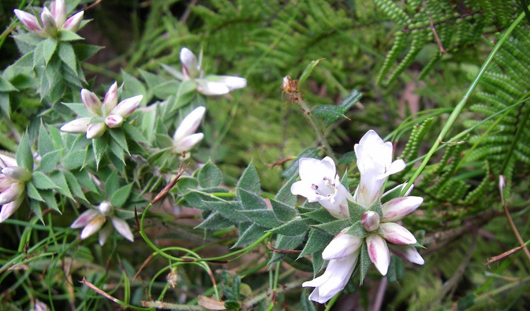 Epacris hamiltonii in bloom, Blue Mountains National Park. Photo: Vanessa Richardson &copy; DPIE