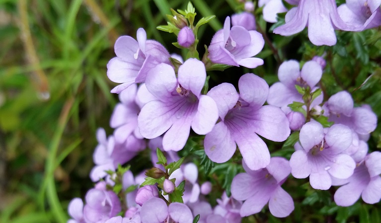 Eyebright (Euphrasia bowdeniae) in flower, Blue Mountains National Park. Photo: Vera Wong &copy;DPIE