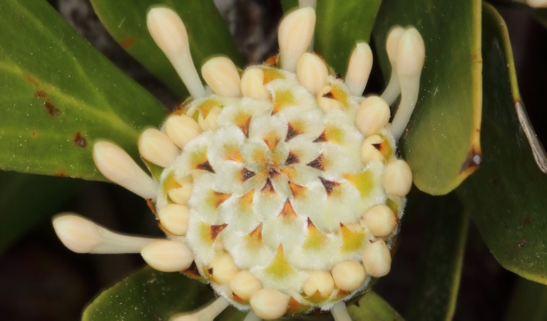 Fletchers drumstick, emerging flower, Blue Mountains National Park. Photo: Gavin Phillips &copy;DPIE