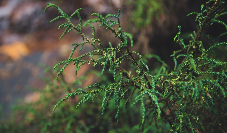 Dwarf mountain pine, Blue Mountains National Park. Photo: Daniel Parsons &copy;DPIE