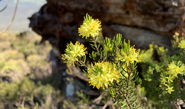 Leionema lachnaeoides, Blue Mountains National Park. Photo: Michaela Jones &copy;DPIE