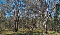 Cumberland Plain woodland. Photo: Peter Ridgeway &copy;DPIE