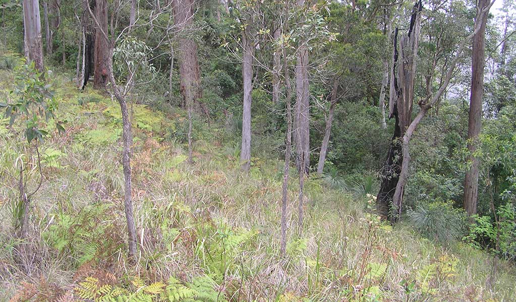 Typical habitat for eastern bristlebirds in northern NSW includes open forest with grassy understorey on the edge of rainforest. Photo: Stephen King &copy; Stephen King and DPE