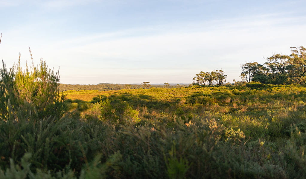 Typical coastal heath habitat for central and southern populations of eastern bristlebird. Photo: Alex Pike &copy; DPE