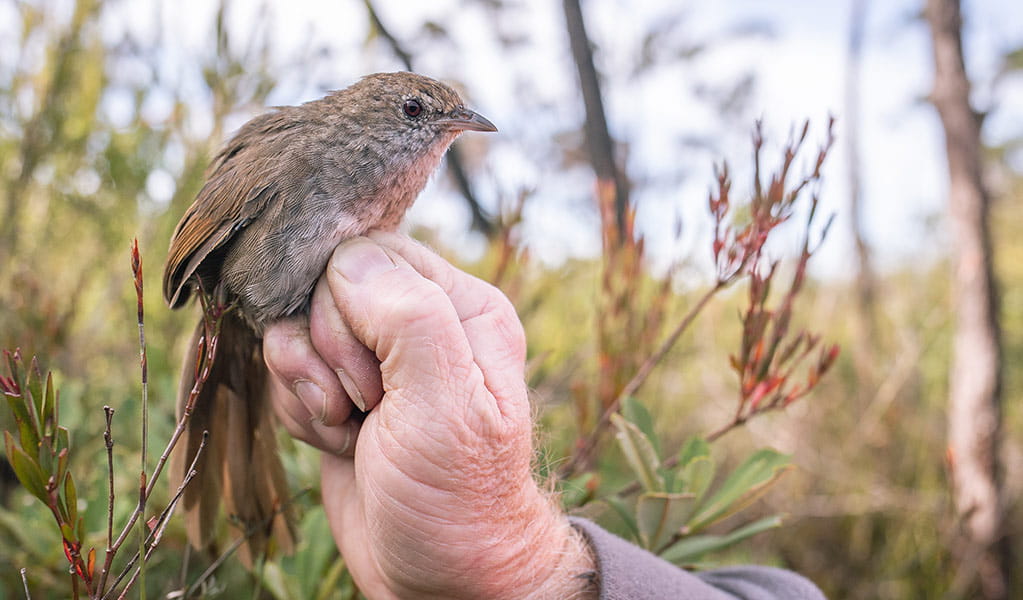 Close up of an eastern bristlebird held by a threatend species officer. Photo: Alex Pike &copy; DPE