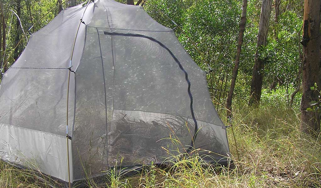 A thin mesh tent, used for captive-bred bristlebirds being released into wild popuplations, is surrounded by open forest. Photo: Stephen King &copy; Stephen King and DPE