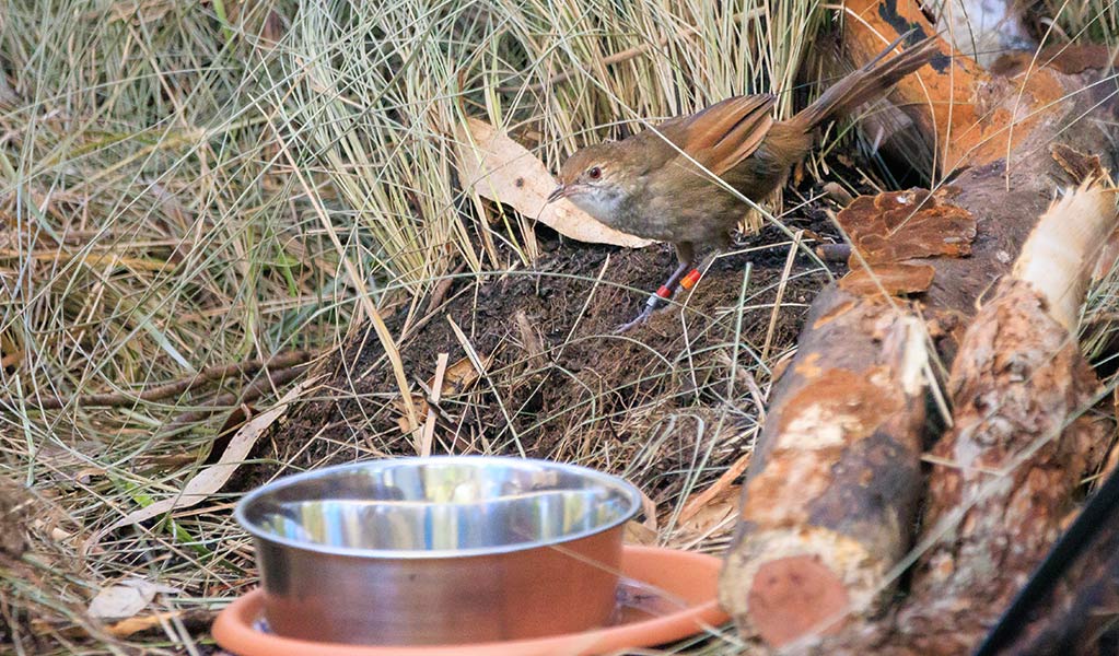 A captive-bred eastern bristlebird on the ground next to a water bowl, before its release in the wild. Photo: Brent Mail &copy; DPE