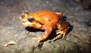 Profile view of a threatened Richmond mountain frog on a rock. Photo: Liam Bolitho &copy; Liam Bolitho