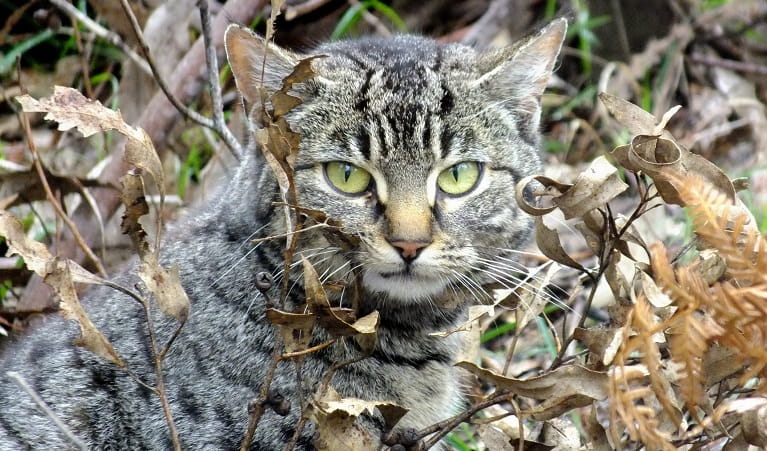 A feral cat. Photo: Daryl Panther &copy; the photographer