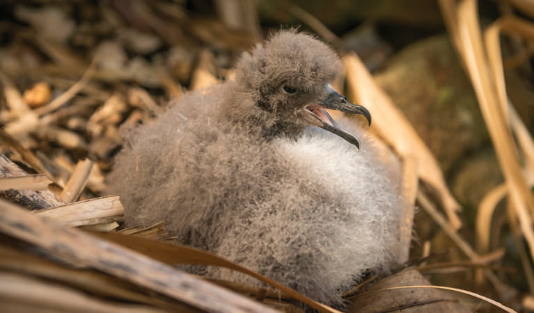 A Gould's petrel chick, Cabbage Tree Island. Photo: John Spencer &copy; DPIE