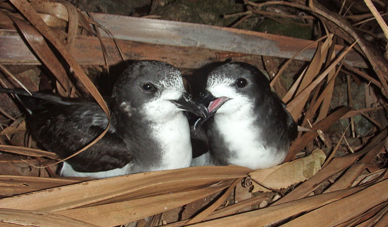 A courting pair of Gould's petrels, Cabbage Tree Island. Photo: Nicholas Carlile &copy; DPIE