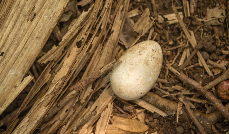 A Gould's petrel egg on the ground at Cabbage Tree Island. Photo: John Spencer &copy; DPIE
