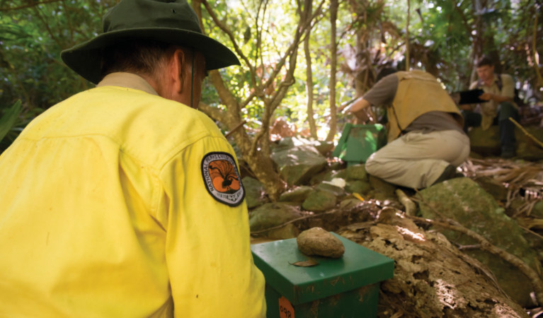 NPWS staff monitor Gould's petrel nest boxes. Photo: John Spencer &copy; DPIE