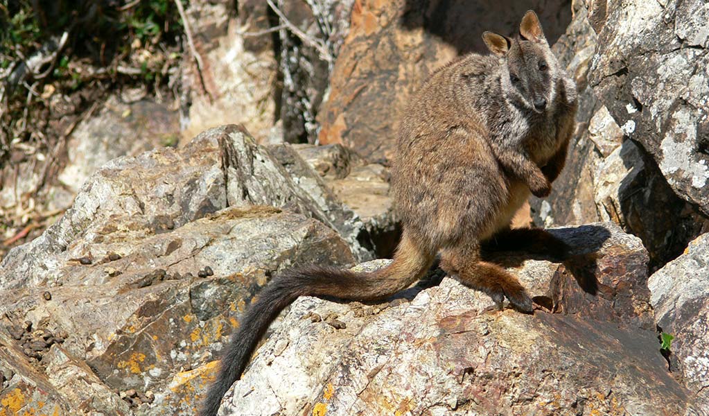 Brush-tailed rock-wallaby (Petrogale penicillat). Photo: Shane Ruming