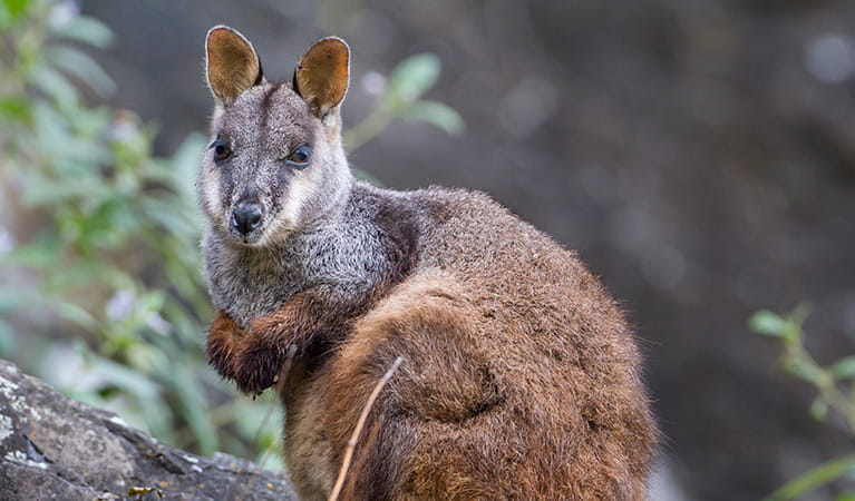 Brush-tailed rock-wallaby (Petrogale penicillat). Photo: Gerhard Koertner