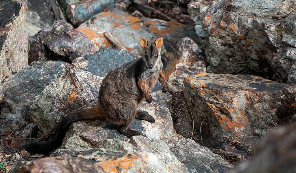 A brush-tailed rock-wallaby blends into its rocky surrounds in Oxley Wild Rivers National Park. Photo: John Spencer &copy; DPE