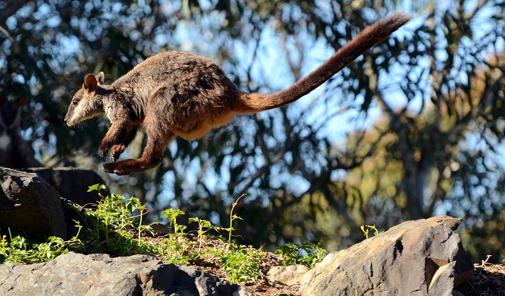 Low angle profile view of a brush-tailed rock-wallaby jumping in the air from rock to rock. Photo: Gavin Swan &copy; Gavin Swan
