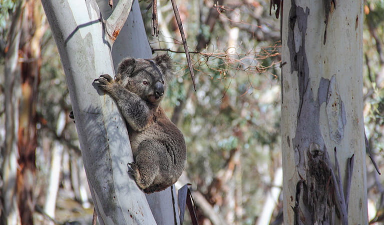 Koala (Phascolarctos cinereus) perched on a tree. Photo: Lucy Morrell
