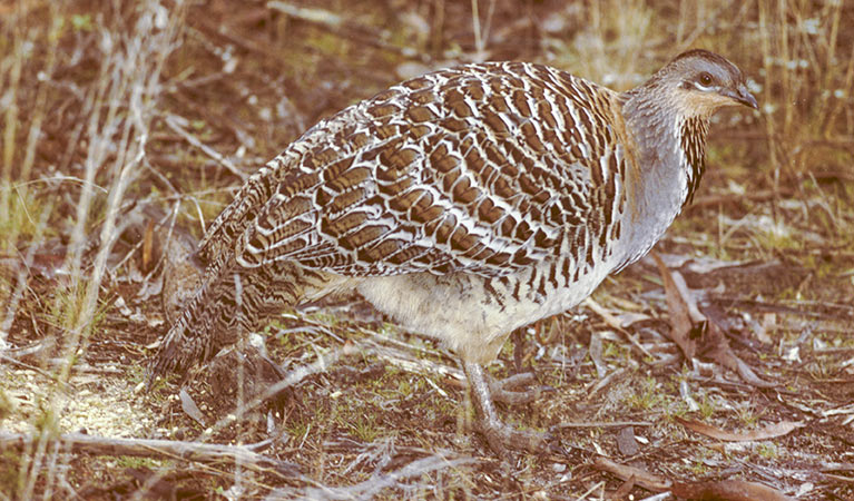 Mallefowl (Leipoa ocellata). Photo: Ken Stepnell