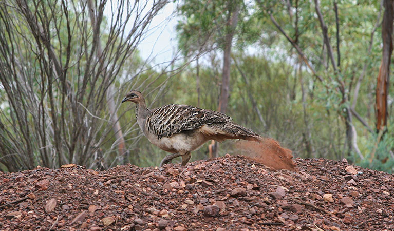 Mallefowl (Leipoa ocellata) building a nest. Photo: Marc Irvin