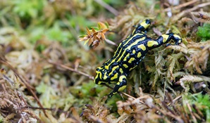 Southern corroboree frog (Pseudophryne corroboree), Kosciuszko National Park. Photo: John Spencer