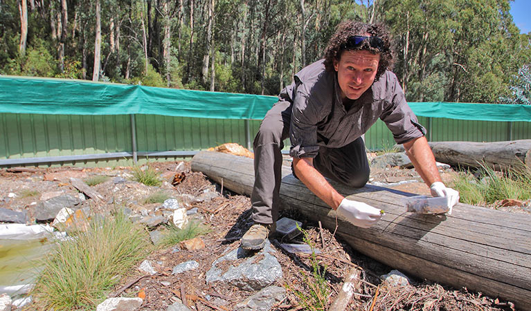 Protecting the southern corroboree frog (Pseudophryne corroboree), Kosciuszko National Park. Photo: Lucy Morrell