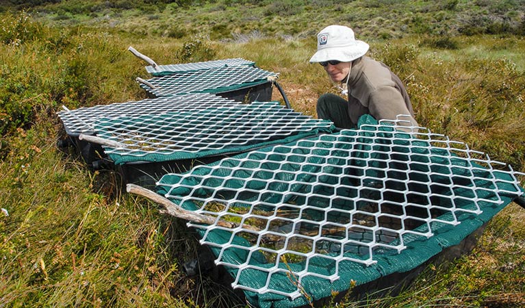 Artificial plastic ponds for the southern corroboree frog (Pseudophryne corroboree), Kosciuszko National Park. Photo: David Hunter