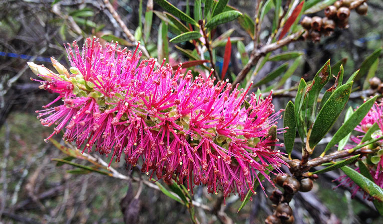 Megalong Valley bottlebrush (Callistemon megalongensis). Photo: Steve Douglas