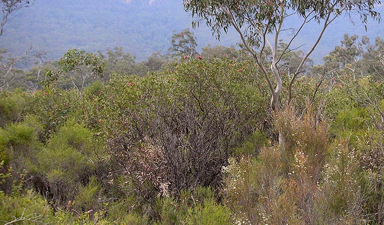 Megalong Valley bottlebrush tree (Callistemon megalongensis). Photo: Steve Douglas