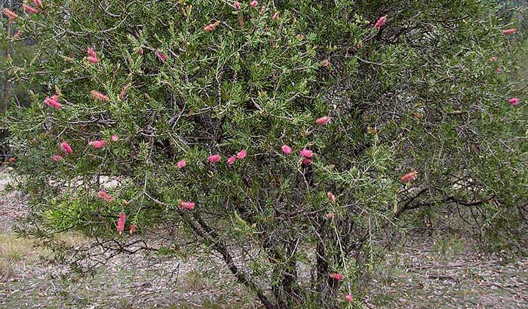 Megalong Valley bottlebrush tree (Callistemon megalongensis). Photo: Steve Douglas