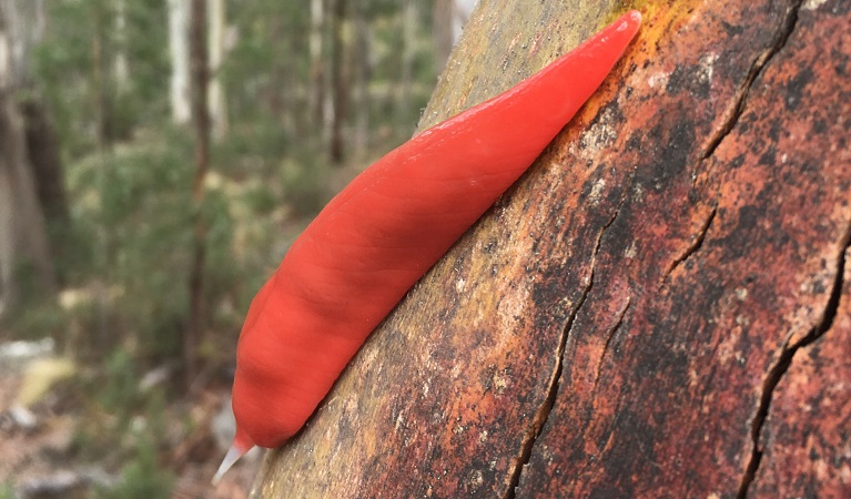 Giant pink slug, Mount Kaputar snail and slug TEC, Mount Kaputar National Park. Photo: Adam Fawcett &copy; DPIE