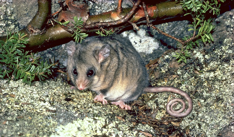 Mountain pygmy possum, Kosciuszko National Park. Photo: Linda Broome &copy;DPIE