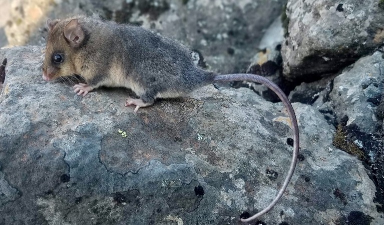 Mountain pygmy-possum perched on a grey rock, Kosciuszko National Park. Photo: Linda Broome &copy;DPIE