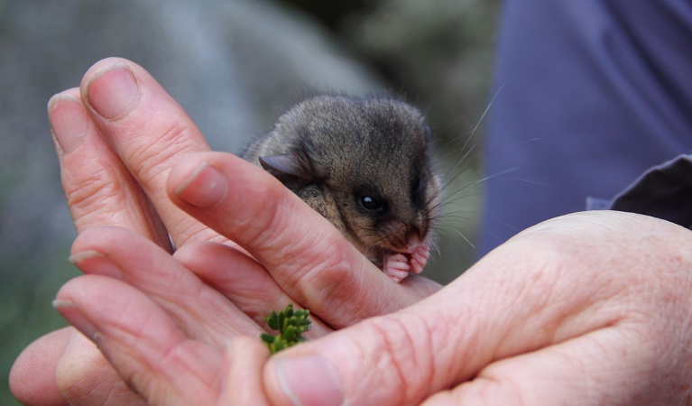 Mountain pygmy-possum feeding while being held in a person's hand, Kosciuszko National Park. Photo: Lucy Morrell &copy;DPIE