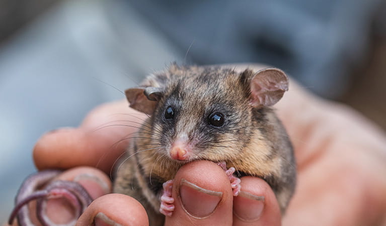 Photo of a Mountain Pygmy-possum on a persons hand. Credit: Alex Pike. &copy; Alex Pike/DPIE