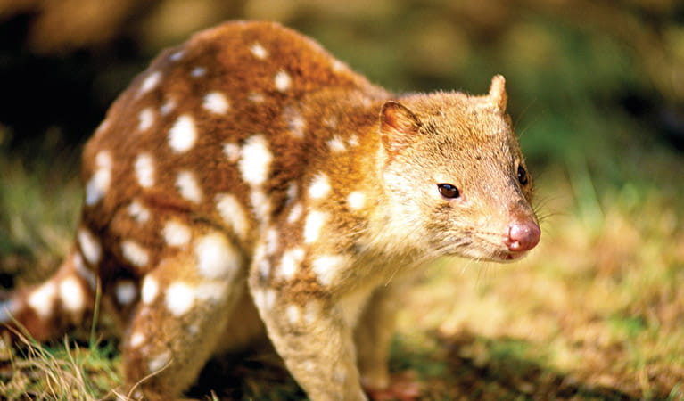Close-up image of a spotted-tailed quoll, also known as a tiger quoll. Photo: John Turbill/DPE