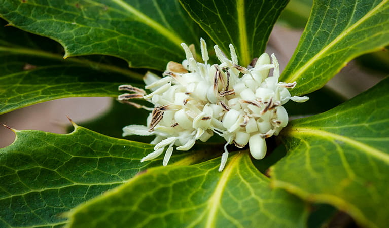 Close up of creamy white flowers and green serated-edge leaves of an endangered nightcap oak tree. Photo: Simone Cottrell &copy; Royal Botanic Gardens Sydney/Simone Cottrell