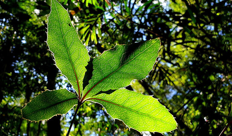 The sun shines through rainforest onto the leaves of an endangered nightcap oak. Photo: Justin Mallee &copy: Justin Mallee
