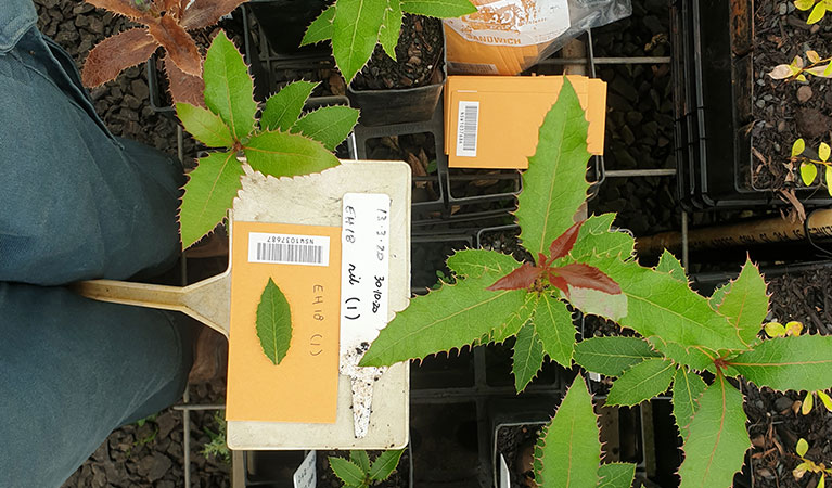 Nightcap oak seedlings propagated in a specialist nursery from seed and almost ready for translocation planting. Photo: Justin Mallee &copy; Justin Mallee