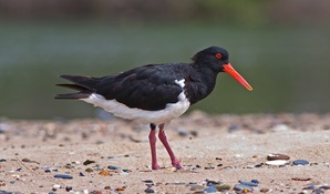 Pied oystercatcher (Haematopus longirostris). Photo: John Turbill