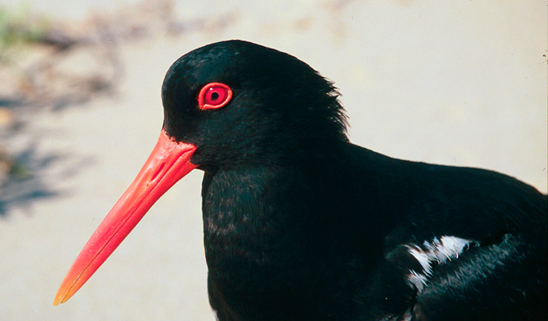 Pied oystercatcher (Haematopus longirostris). Photo: Michael Jarman