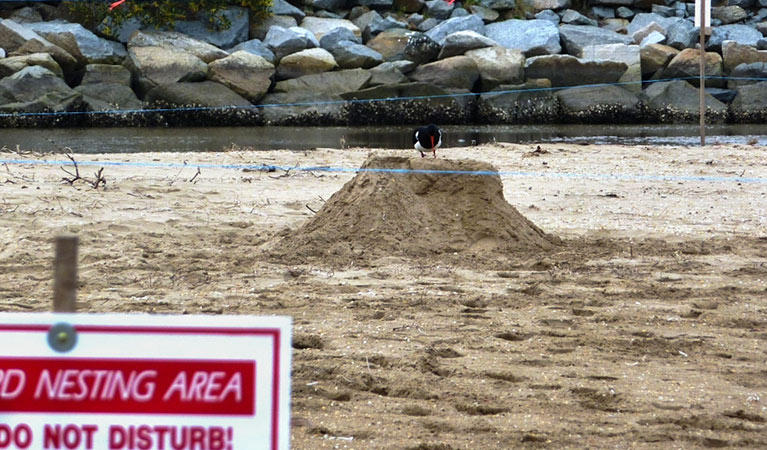 Protecting the pied oystercatcher (Haematopus longirostris). Photo: Jodie Dunn