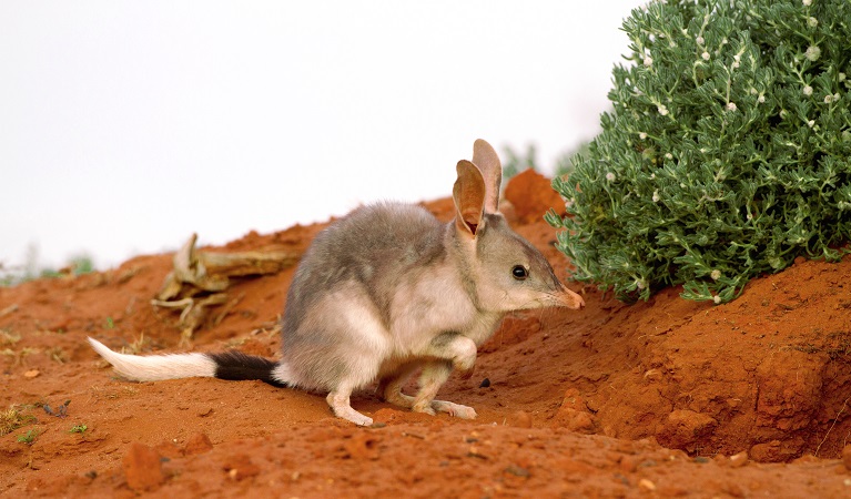 Bilby on semi arid landscape at Sturt National Park. Photo: Michael Todd/OEH