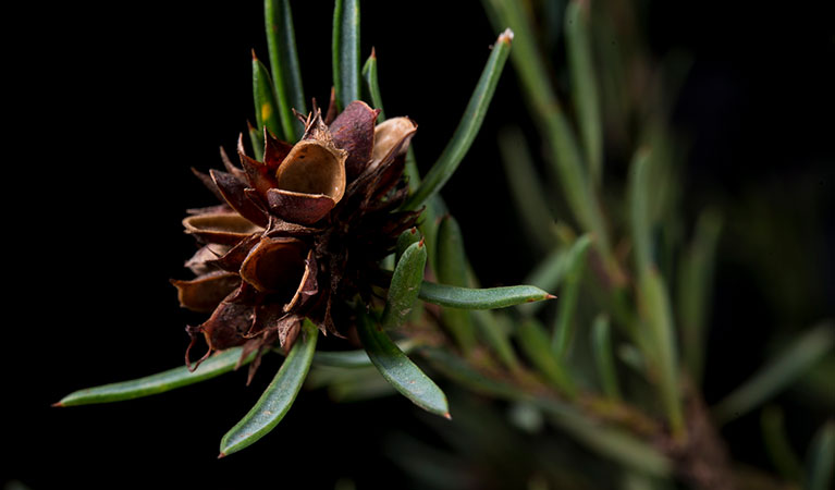 Smooth bush-pea (Pultenaea glabra) in fruit. Photo: Andrew Orme &copy; DPIE