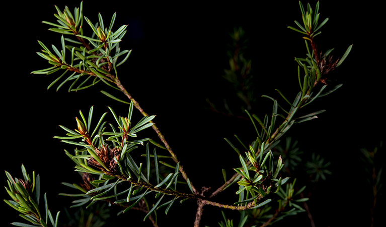 Smooth bush-pea (Pultenaea glabra) in fruit. Photo: Andrew Orme &copy; DPIE