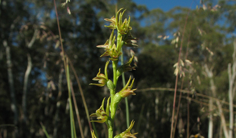 Summer leek orchid (Prasophyllum canaliculatum). Photo: Jackie Miles