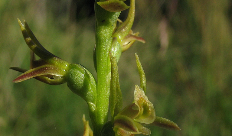 Summer leek orchid (Prasophyllum canaliculatum). Photo: Jackie Miles