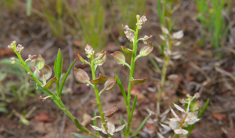 Winged peppercress (Lepidium monoplocoides). Photo: Dr Lachlan Copeland &copy; DPE